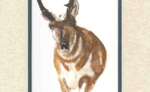 Pronghorn Antelope