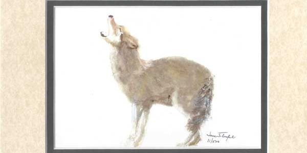 Coyote
