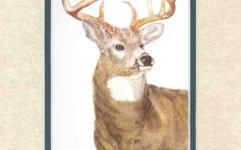 White-Tailed Deer