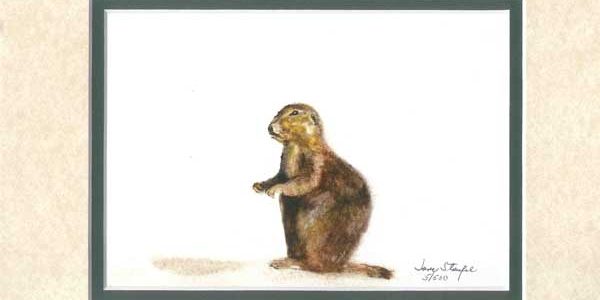 Prairie Dog