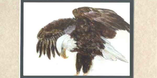 Bald Eagle