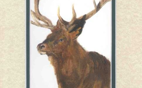 Elk