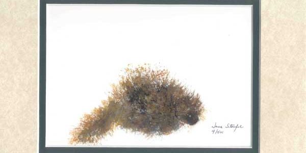 Porcupine
