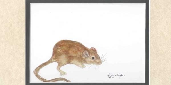 Pack Rat