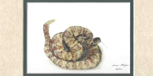 Western Rattle Snake