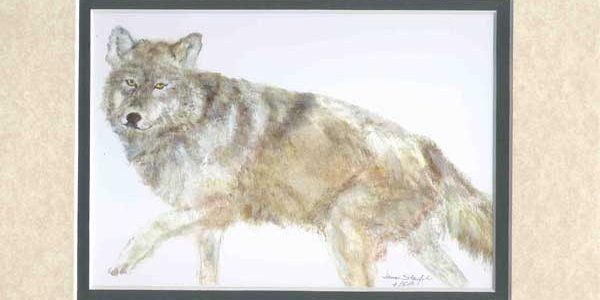 Rocky Mountain Grey Wolf